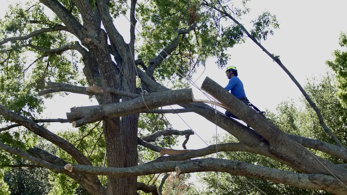 Professional Hazardous Tree Removal performed by certified arborists in Yawkey