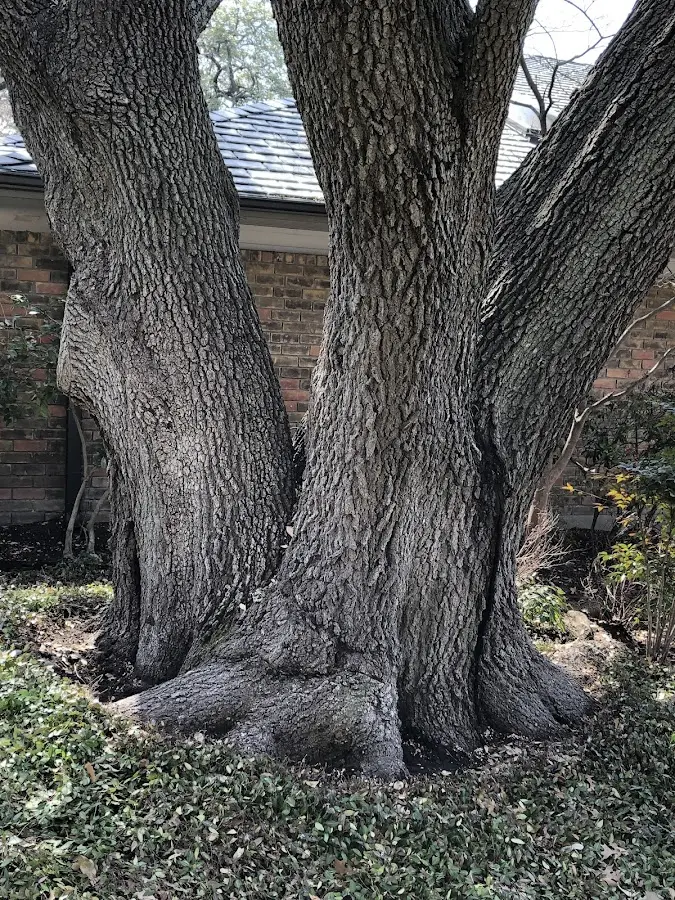 Mature heritage tree close to a Yawkey property cared for by certified arborists